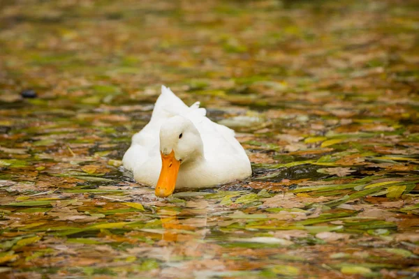 白鸭子在池塘里游泳。金色的秋天，落叶在水中 — 图库照片