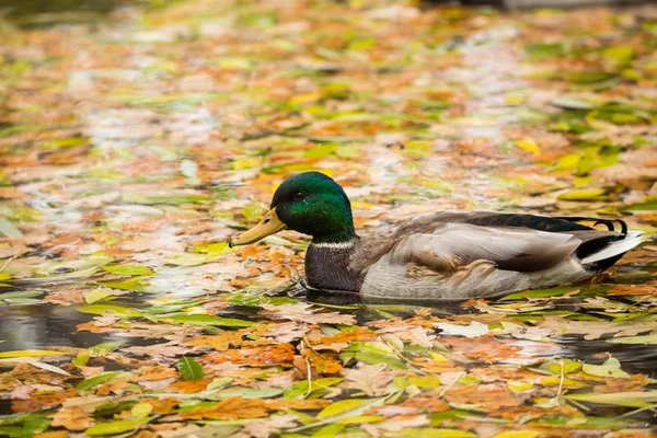 Drake Mallards na lagoa. Outono dourado, outono — Fotografia de Stock