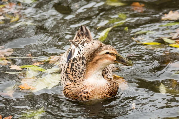 Mallard nage dans un étang à l'automne. Anas platyrhynchos — Photo