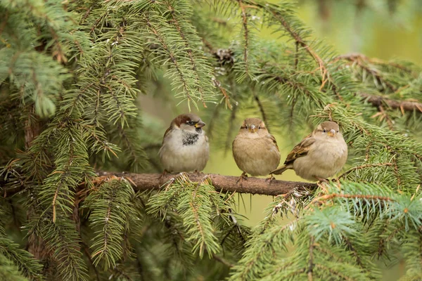 Drei Spatzen sitzen auf einem Fichtenzweig — Stockfoto