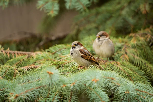Two sparrows sitting on a spruce branch — Stock Photo, Image