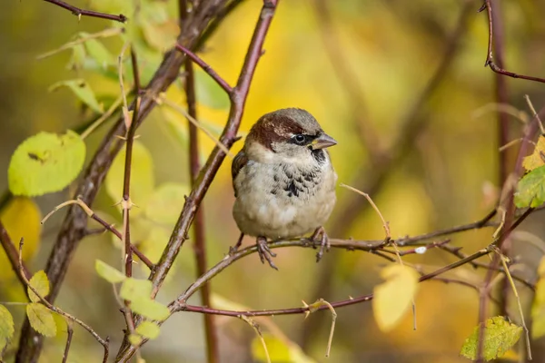 Sperling auf einem Zweig eines Busches im Herbst — Stockfoto