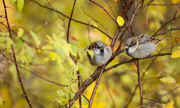 Two sparrows on the branches of rose hips, autumn — Stock Photo, Image