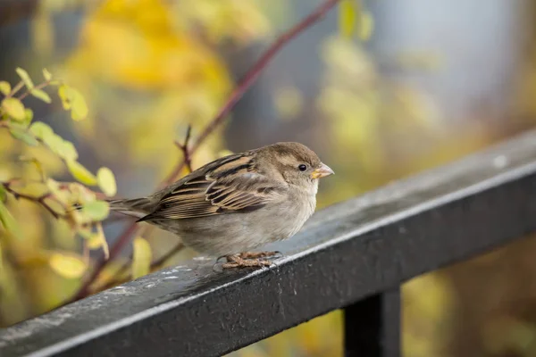 Gorrión en valla de metal, otoño — Foto de Stock