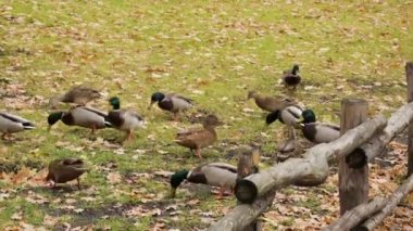 Vahşi yeşilbaş ördekler köyde arazi beslenir. Ekim veya Kasım, düşen yapraklar