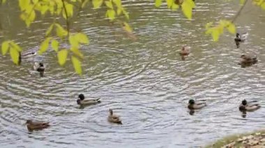 Sonbaharda havuzda yaban ördekleri