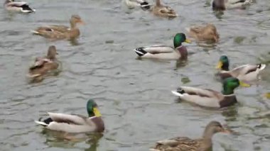 Yeşilbaş ördek gölet