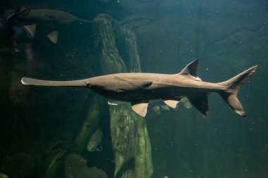 Nehre doğal yaşam alanı ile paddlefish. Polyodon spathula