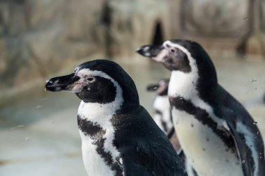 Humboldt pengueni, Perulu penguen. Spheniscus humboldti