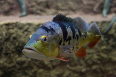 Cichla ocellaris, Peacock Bass. Exotic fish in aquarium clipart