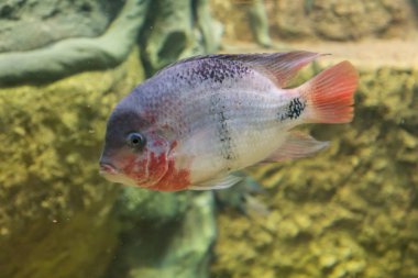 Akvaryumdaki egzotik balıklar