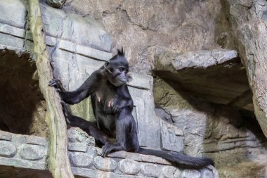 Kadın siyah mangabey, Cercocebus aterrimus, Lophocebus aterrimus