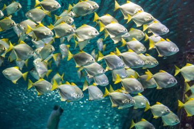 Akvaryumdaki egzotik balıklar