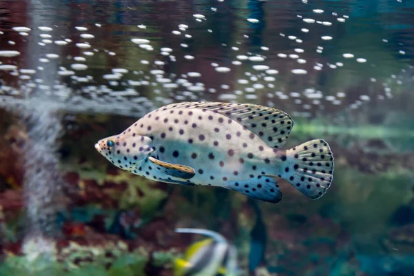 Mero de leopardo en el acuario. Cromileptes altivelis, Chromileptes altivelis, Epinephelus, Serranidae — Foto de Stock