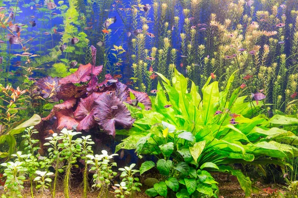 Çok renkli alg ve egzotik Balık Akvaryum