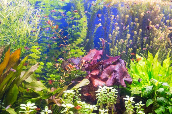 Barevné řasy a ryby v akváriu — Stock fotografie