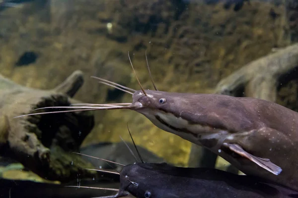 Yayın balığı clarias (clarius) doğal ortamlarında mermer. Clarias gariepinus