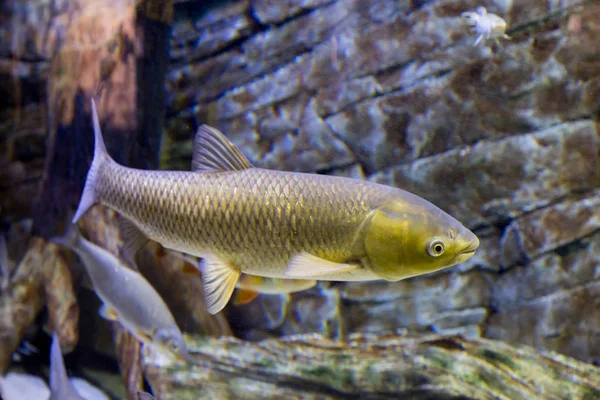 El pez blanco Amur en el acuario grande. Ctenofaringgodon idella — Foto de Stock