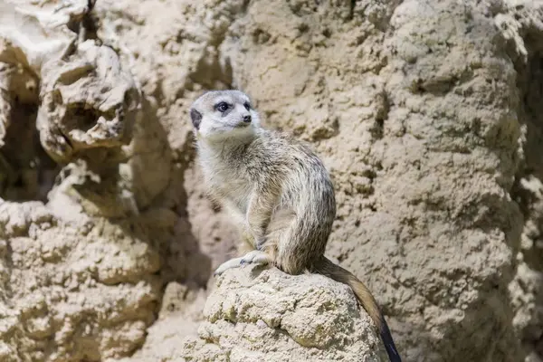 Meerkat in the zoo. Suricata suricatta. Family mangustov — Stock Photo, Image