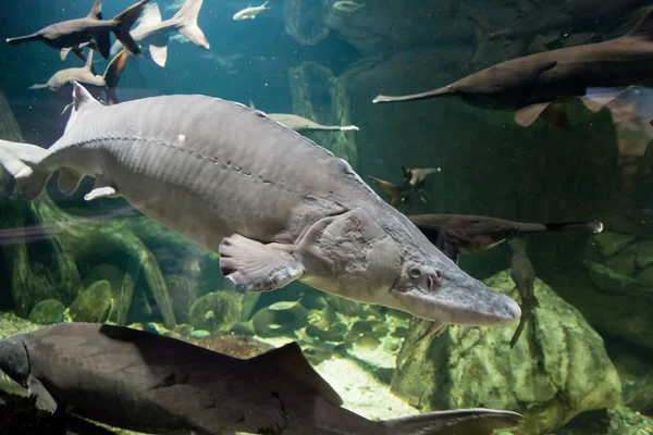 Beluga a jiných ryb v akváriu. Huso huso. Acipenseridae — Stock fotografie