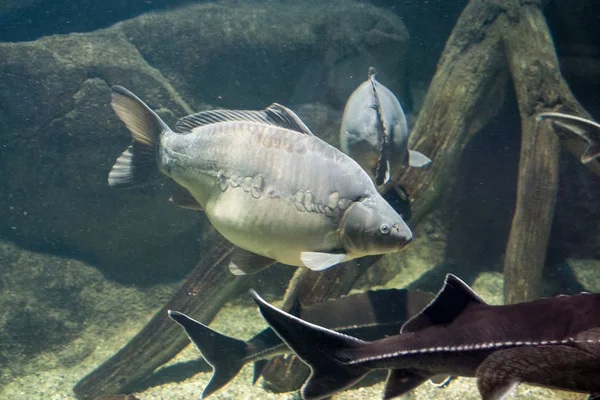 Los peces de agua dulce de la carpa y la popa en el medio ambiente. Cyprinus carpio — Foto de Stock