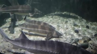 Havyar ve diğer balık içinde belgili tanımlık akvaryum. Huso huso. Acipenseridae