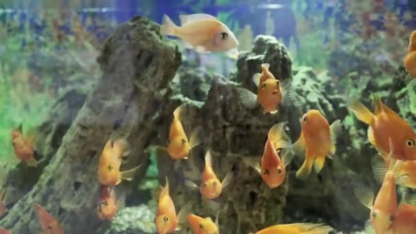 Pez dorado en un acuario — Vídeo de stock