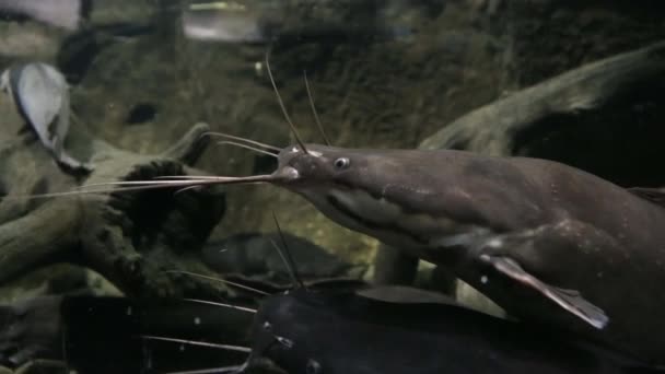 Meerval clarias (clarius) marmeren in hun natuurlijke habitat. Clarias gariepinus — Stockvideo