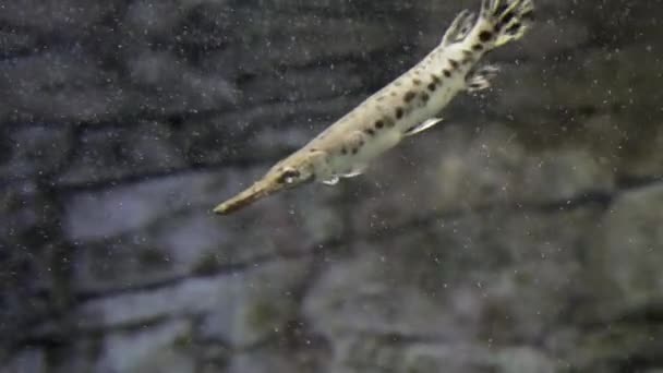 Strakaté štika v akváriu. Lepisosteus oculatus — Stock video