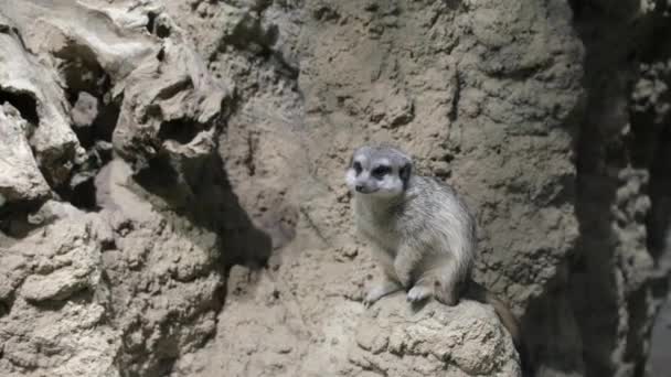 Meerkat en el zoológico. Suricata suricatta. Familia mangustov — Vídeos de Stock