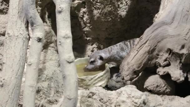 Meerkat água potável no zoológico — Vídeo de Stock