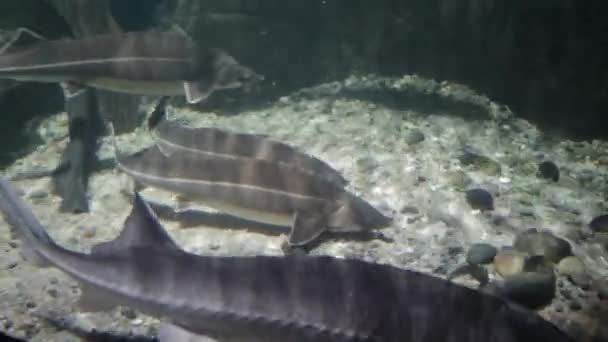 Beluga y otros peces en el acuario. Huso Huso. Acipenseridae — Vídeos de Stock