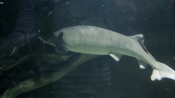 Beluga y otros peces en el acuario. Huso Huso. Acipenseridae — Vídeos de Stock