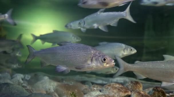 Um bando de peixes no aquário — Vídeo de Stock