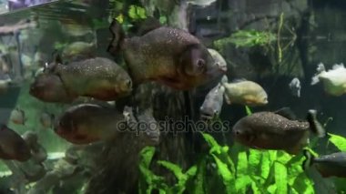 Piranha içinde belgili tanımlık akvaryum. Pygocentrus nattereri. Serrasalminae. Characidae. Serrasalmidae. Serrasalmus nattereri