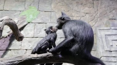 Hayvanat bahçesinde erkek ve bebek mangabey. Cercocebus aterrimus ve Lophocebus aterrimus