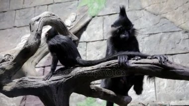 Hayvanat bahçesinde erkek ve bebek mangabey. Cercocebus aterrimus ve Lophocebus aterrimus