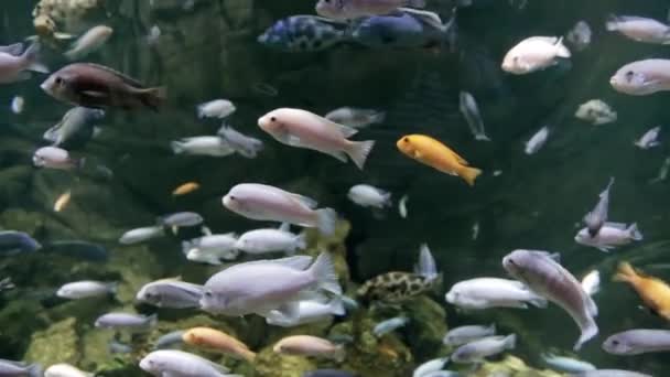 Exotic fish in aquarium — Stock Video