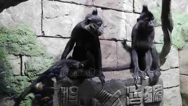 Famille de singes dans le zoo. Cercocebus aterrimus et Lophocebus aterrimus — Video
