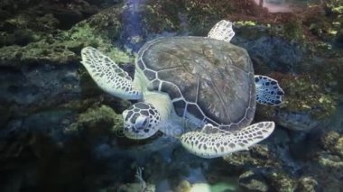 Hawksbill kaplumbağa bir bir akvaryum. Eretmochelys Imbricata