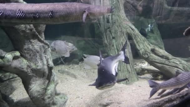 Peces marinos exóticos en el acuario — Vídeos de Stock