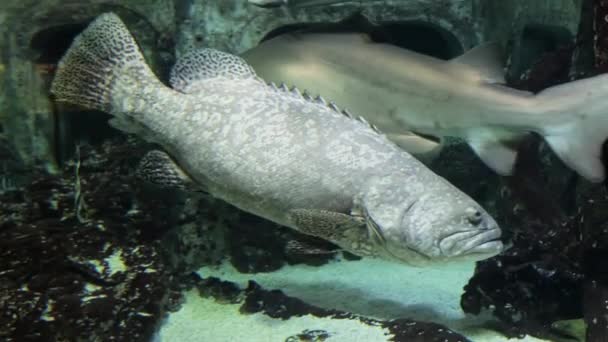 Peces marinos exóticos en el acuario — Vídeos de Stock