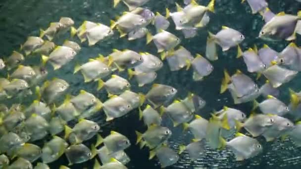 Peces exóticos en el acuario. Filmación, vídeo, vídeo — Vídeos de Stock