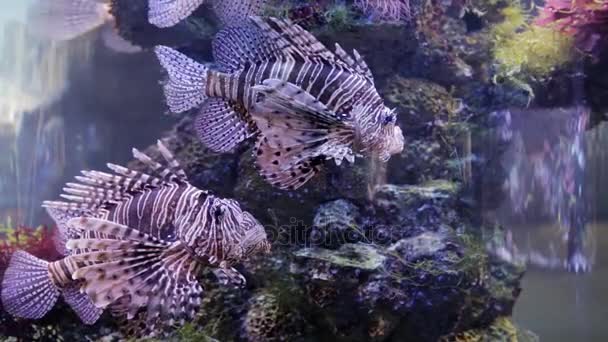 Peces cebra en el acuario, Pterois volitans — Vídeos de Stock