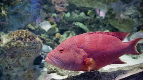 Exotische Meeresfische im Aquarium — Stockvideo