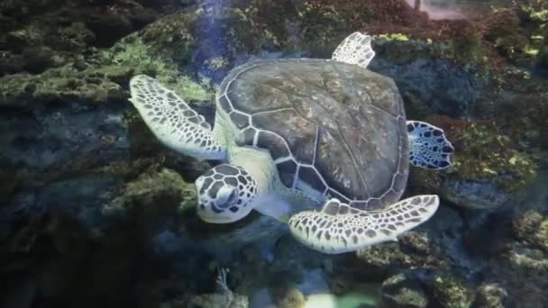 The Hawksbill turtle a in an aquarium. Eretmochelys imbricata — Stock Video