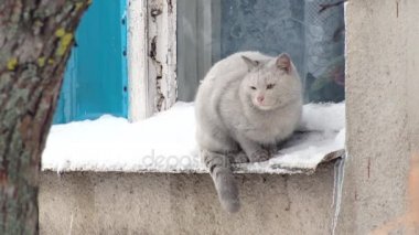 Gri kedi dışında çıkıntıya oturuyor. Kış günü, kar, pencere