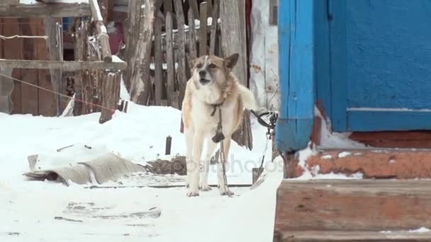 Un chien sur une chaîne aboie — Video