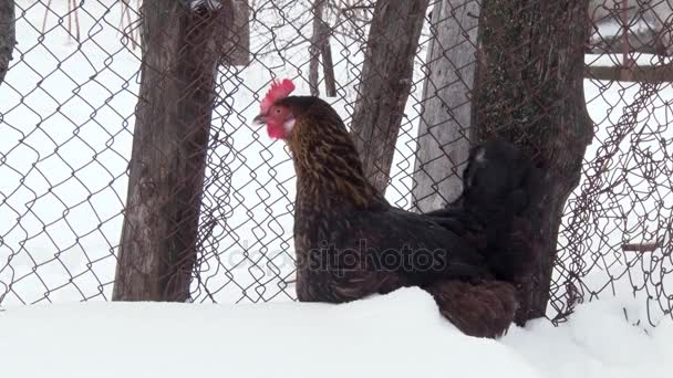 Gallina negra sentada en la nieve cerca de la valla. Día de invierno, nieve . — Vídeo de stock