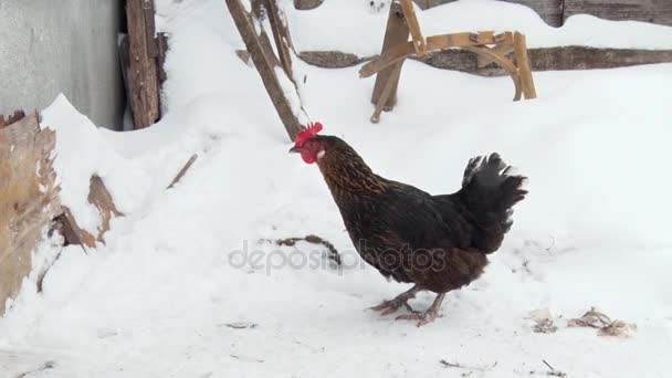 Black chicken walking on the snow in the yard. Winter day — Stock Video